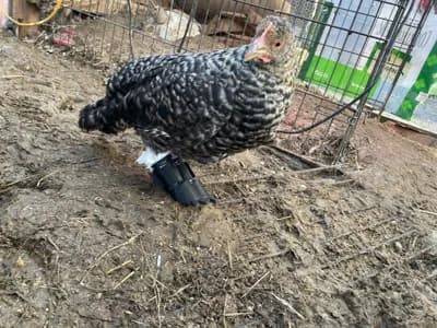 chicken prosthetic